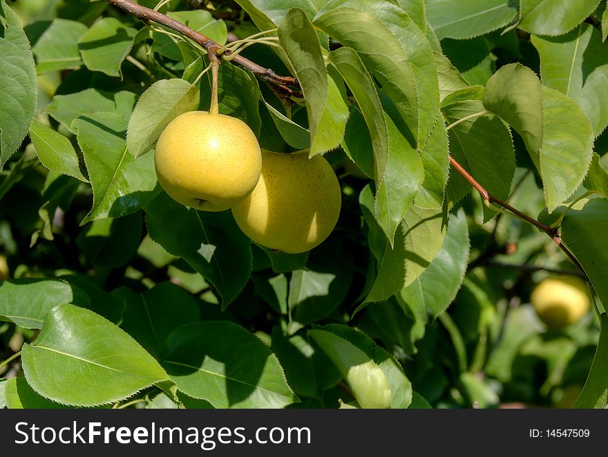 Asian Pears on green leafy branches