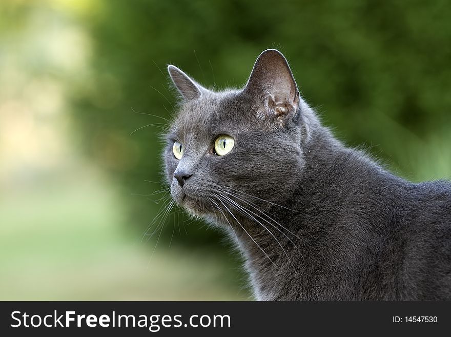 Attentive blue cat in the garden.