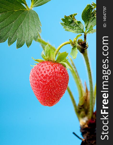 Fresh strawberry object on a blue background