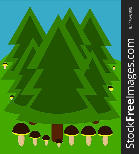 Temperate coniferous forest with growing mushrooms. Temperate coniferous forest with growing mushrooms