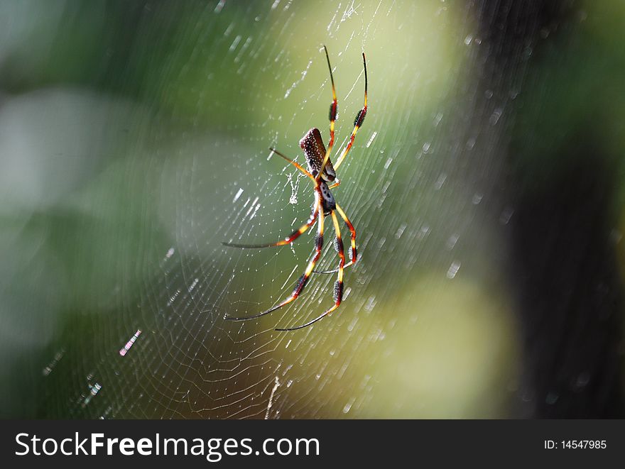Sunlit spider in web  spins web on porch