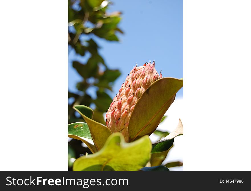 Magnolia Blossom on a Southern Plantqtion in the sun
