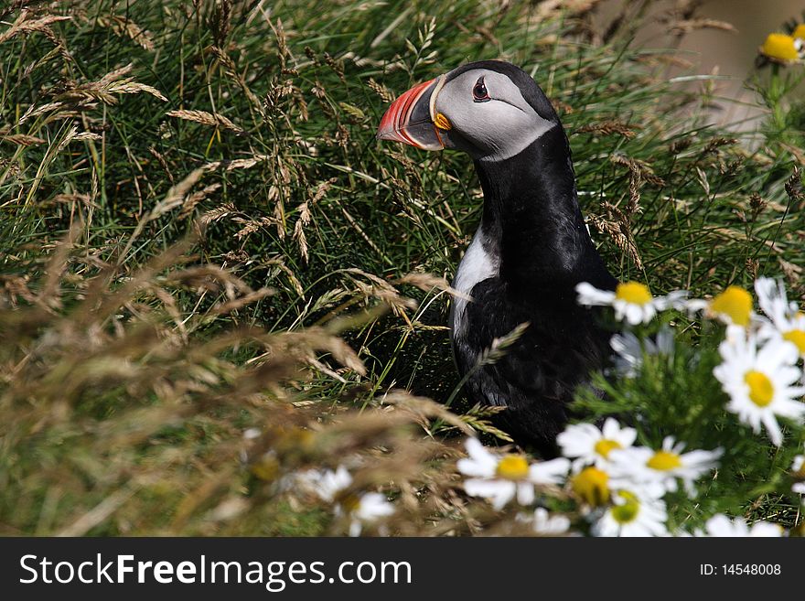 Atlantic puffin in front of nest entrance