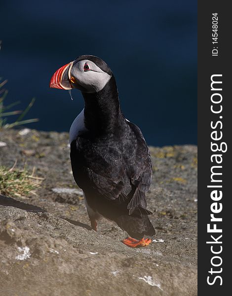 Atlantic puffin on cliff edge