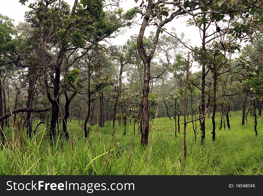 Forest and fog at Chaiyaphum, Thailand. Forest and fog at Chaiyaphum, Thailand