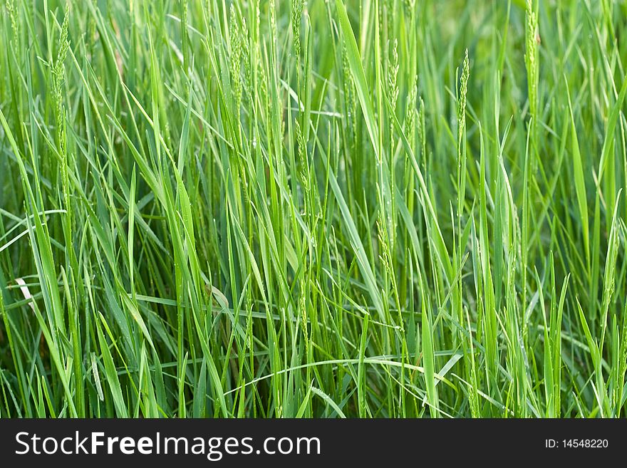 Stems young grass of the field. Soft side sunset lighting. Stems young grass of the field. Soft side sunset lighting