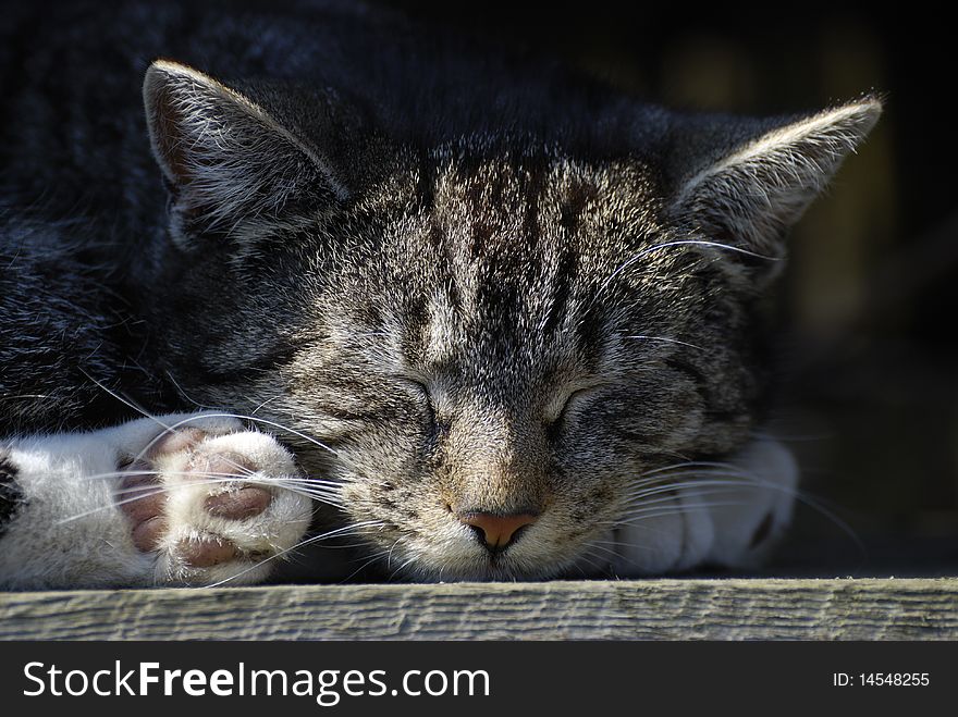 Grey sleeping cat in the sun.