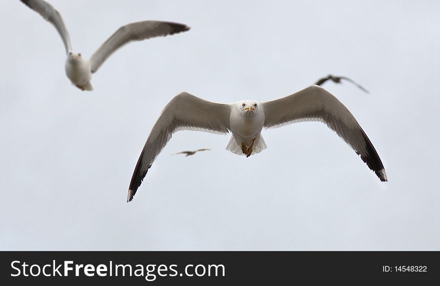 Wild seagull air attack photo