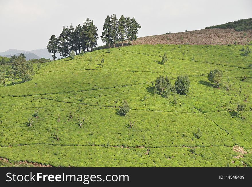 Tea gardens at Ooty Resort India. Tea gardens at Ooty Resort India