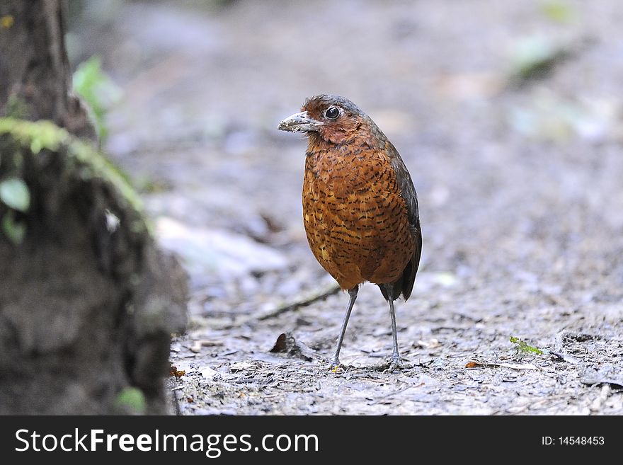A rare giant Antpitta looking for food on the floor. A rare giant Antpitta looking for food on the floor
