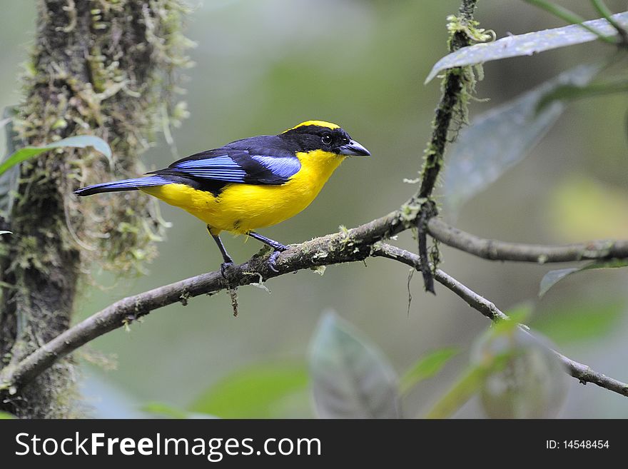 A Blue winged Mountain Tanager on a branch. A Blue winged Mountain Tanager on a branch