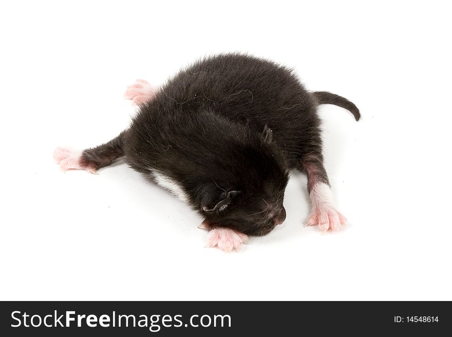 Just new born black kitten