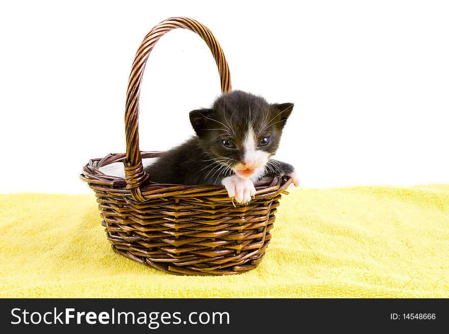 Two weeks old  black kitten in a basket