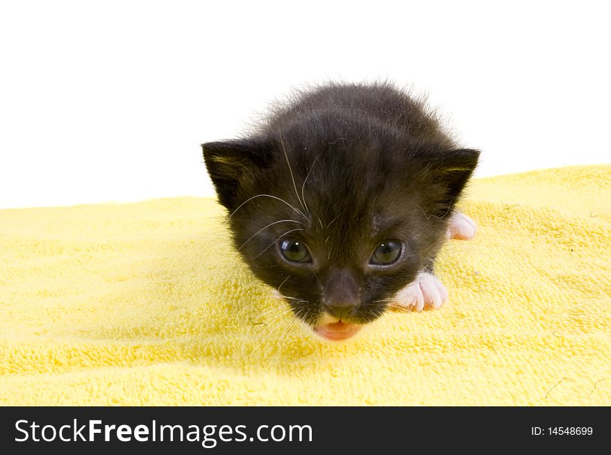 Curious two weeks old  black kitten