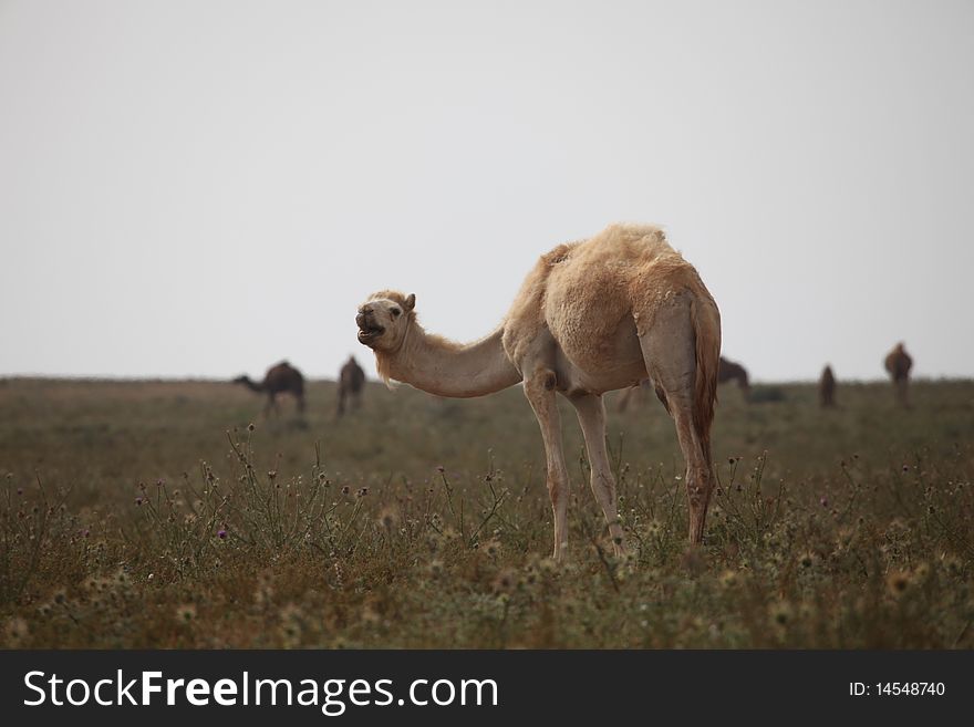 White camel on pasture in Marocco