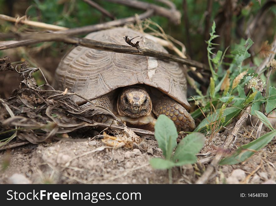 African Turtle Moving In Grass