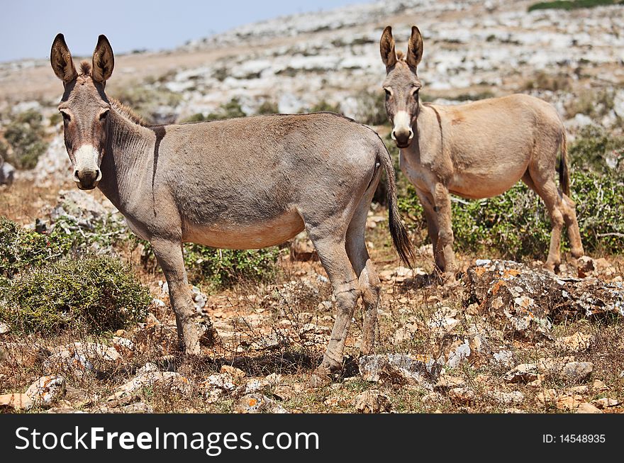 Two donkeys mule. Island Socotra