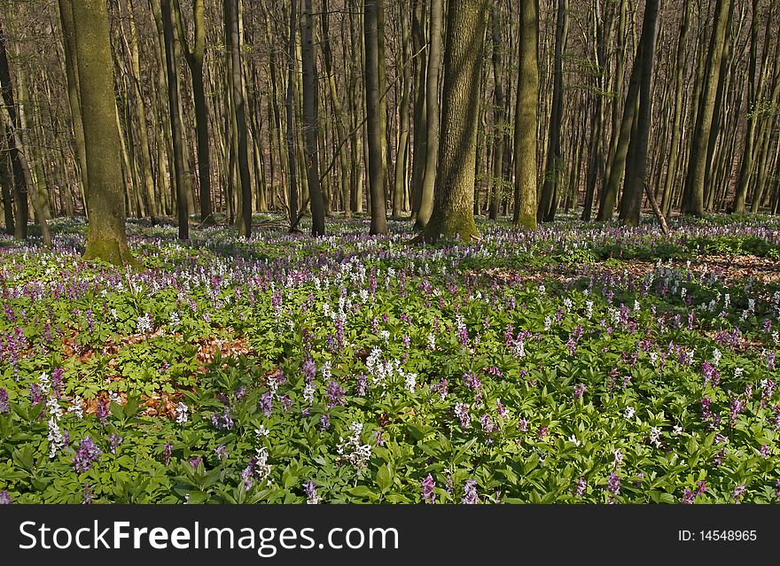 Corydalis (fumewort) Flowers In Germany
