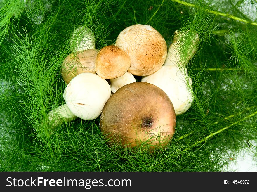 Forest edible mushrooms in the background of grass