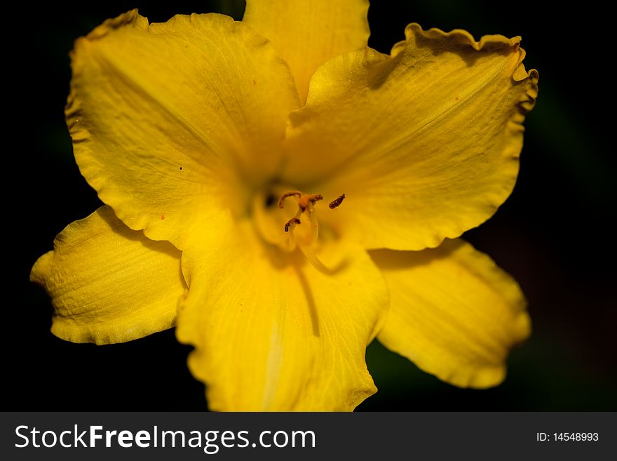 Yellow Vibrant Flower