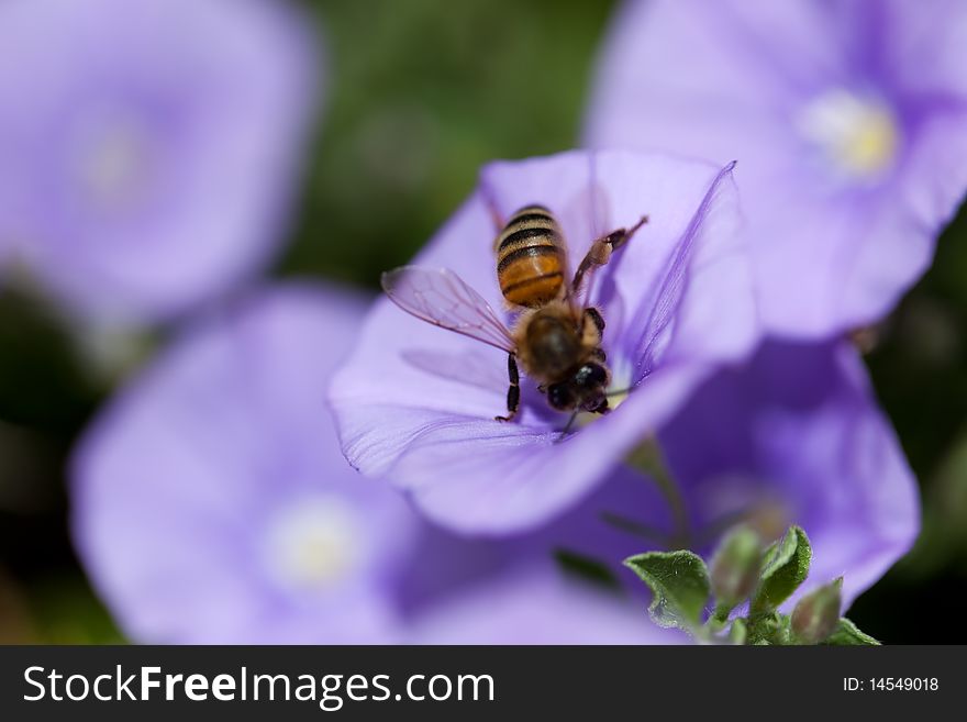 Bee On Violet Flower Macro