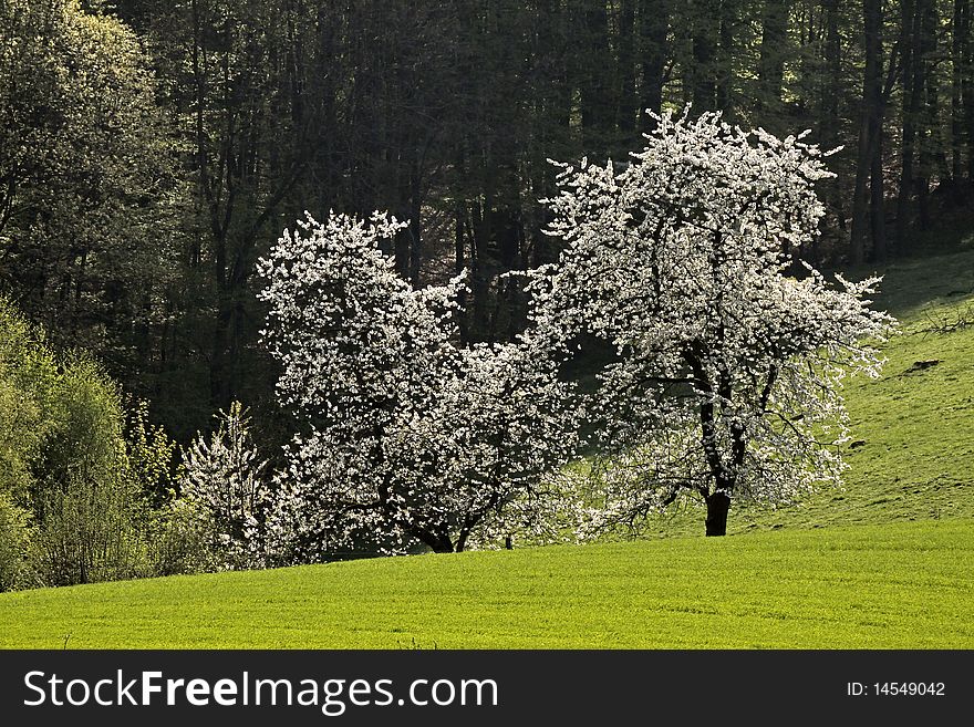 Cherry Trees In Spring, Hagen, Germany