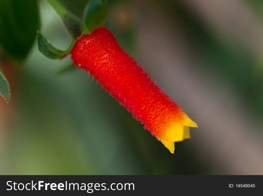 Red-Yellow Vibrant Flower Macro
