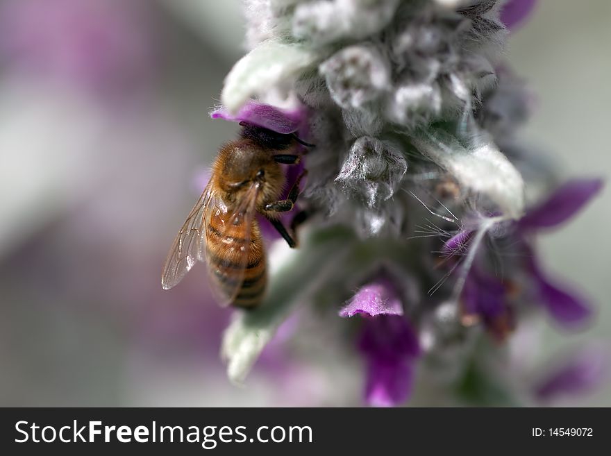 Bee on Silver Plant Macro. Bee on Silver Plant Macro