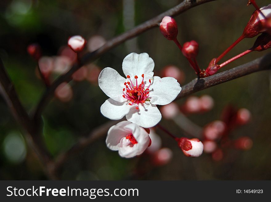 Flowering Cherry Tree