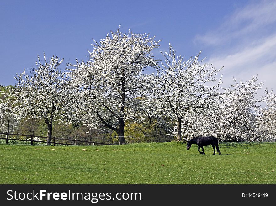 Spring Landscape With Cherry Trees And Horse