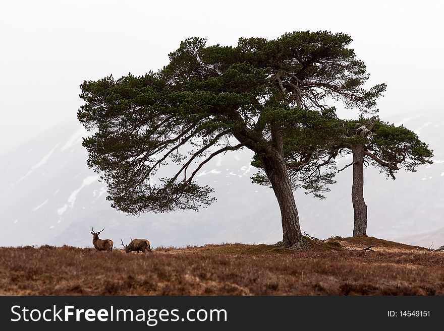 Two stags on top of a hill at the Bridgde of Orchy area. Two stags on top of a hill at the Bridgde of Orchy area.