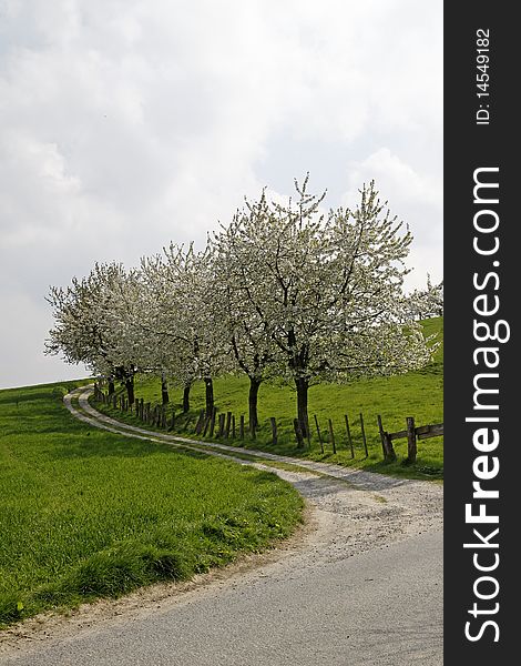 Footpath with cherry trees in Hagen, Lower Saxony, Germany, Europe. Footpath with cherry trees in Hagen, Lower Saxony, Germany, Europe