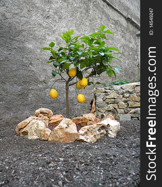 Lemon tree with ripe fruits