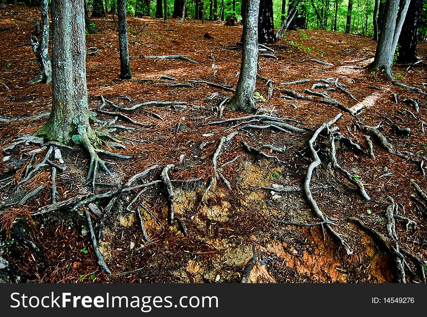 Roots intertwined from many trees