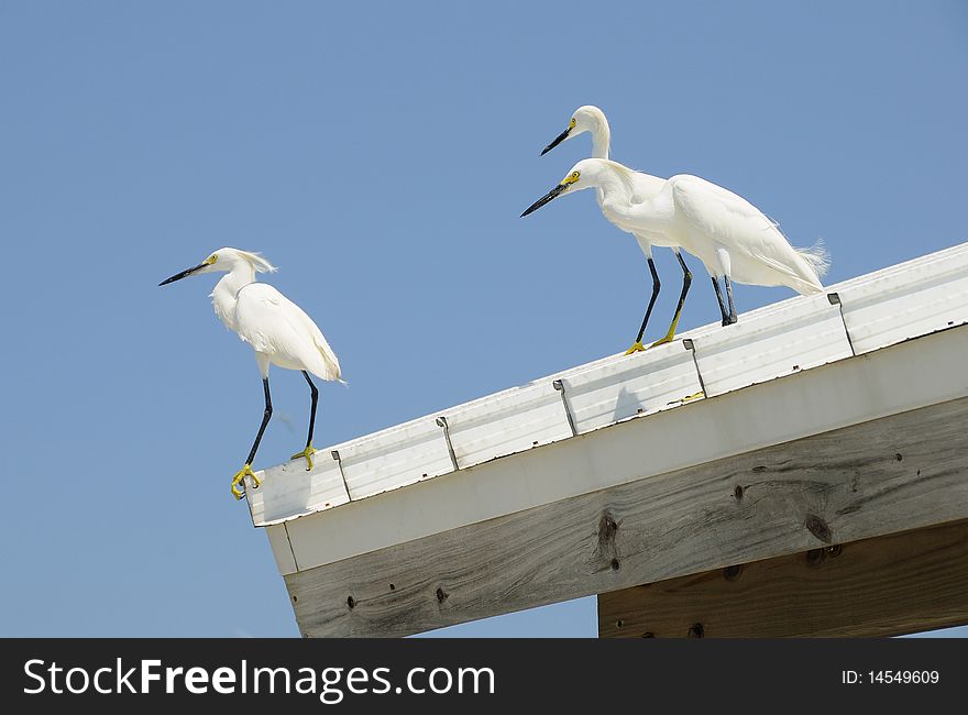 Three snowy egrets races on a roof of sun shelter at the fishing pier. Three snowy egrets races on a roof of sun shelter at the fishing pier