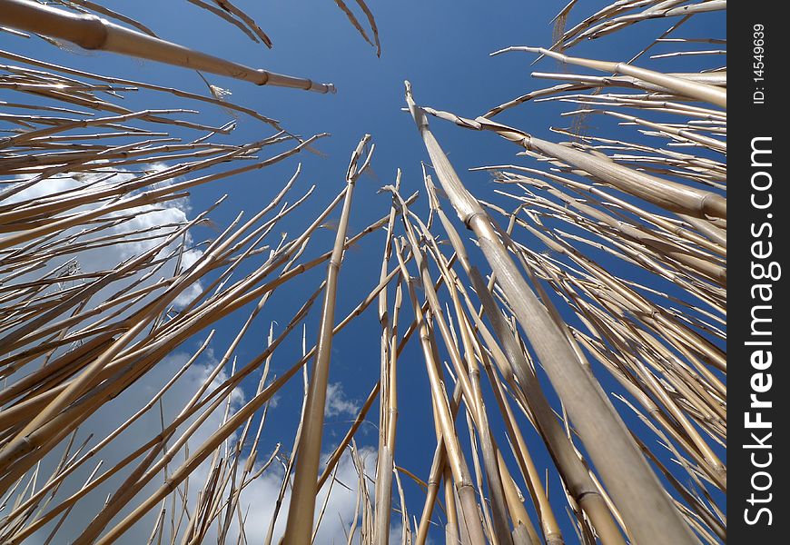 Chinese grass, miscanthus, against blue sky