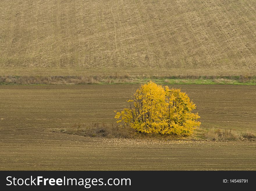 Yellow Tree In Autumn On Field