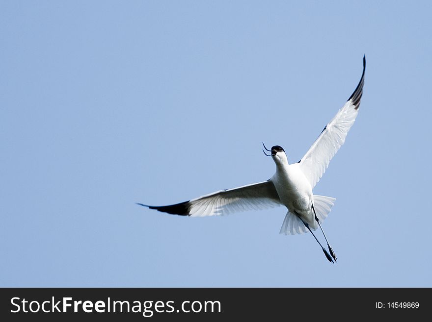 Pied Avocet (Recurvirostra avosetta) in Flight. Pied Avocet (Recurvirostra avosetta) in Flight
