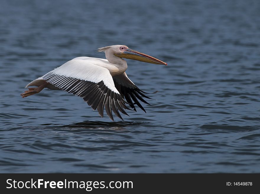 Great White Pelican In Flight