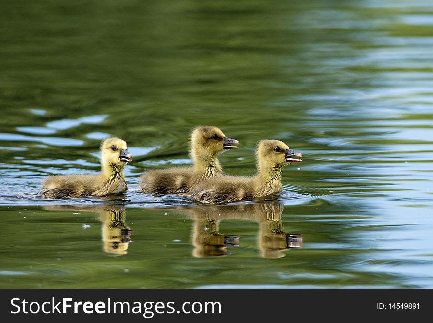 Greylag Goslings On Water