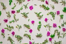 Pattern Of Pink Flowers, Petals, Leaves On A Pink Background. Flat Lay, Top View Stock Image