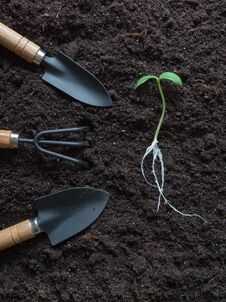 Cucumber Seedling Laid Out On The Ground Royalty Free Stock Images Cucumber Seedling Laid Out On The Ground Royalty Free Stock Images