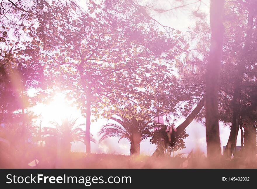 Soft abstract nature background. Tree in park. Sunlight effect