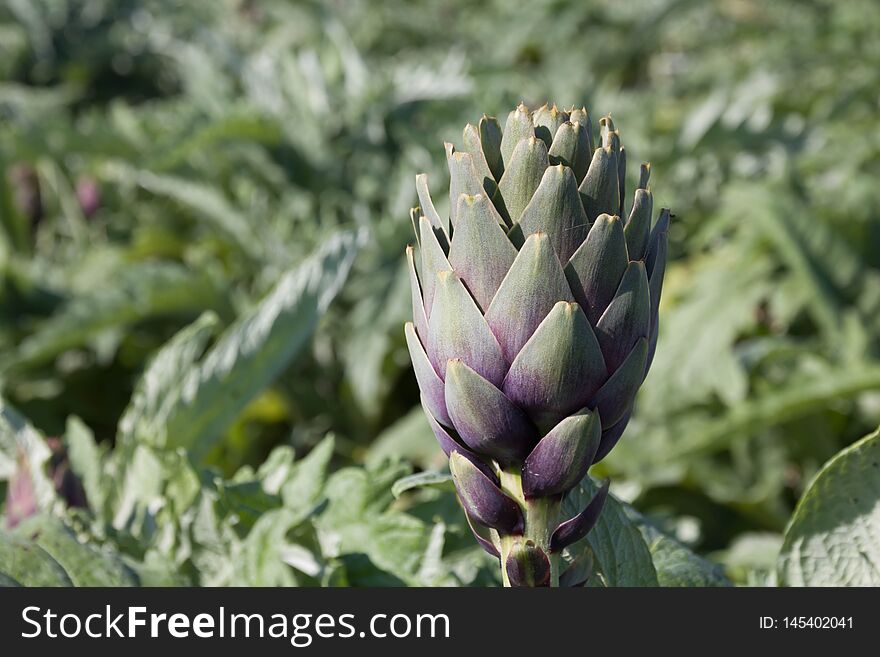 Beautiful Ripe Artichoke Cynara cardunculus in a field of Artichokes. Spring time at the Mediterranean. Healthy, raw eating, fresh, alkaline diet concept. Background, Copy space