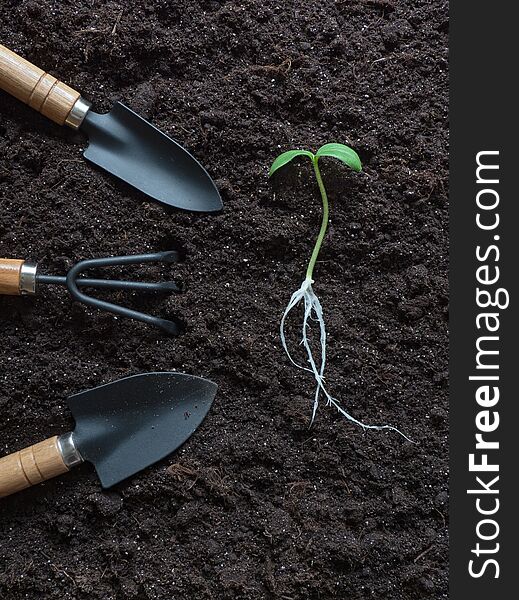 Cucumber seedling laid out on the ground