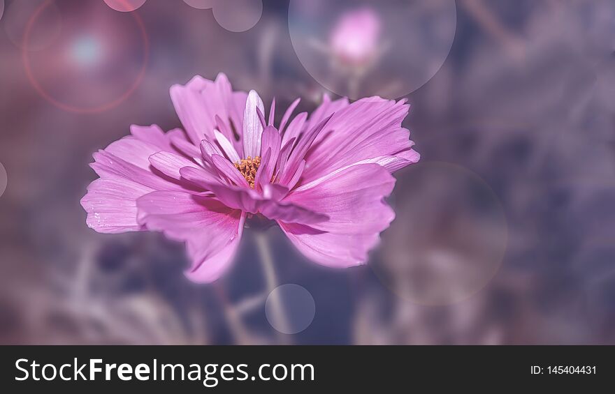 Delicate Pink Cosme Daisy Flower On A Beautiful Background. Copy Space