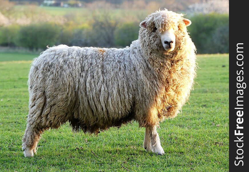 Sheep In Field At Bullsland Farm, Chorleywood