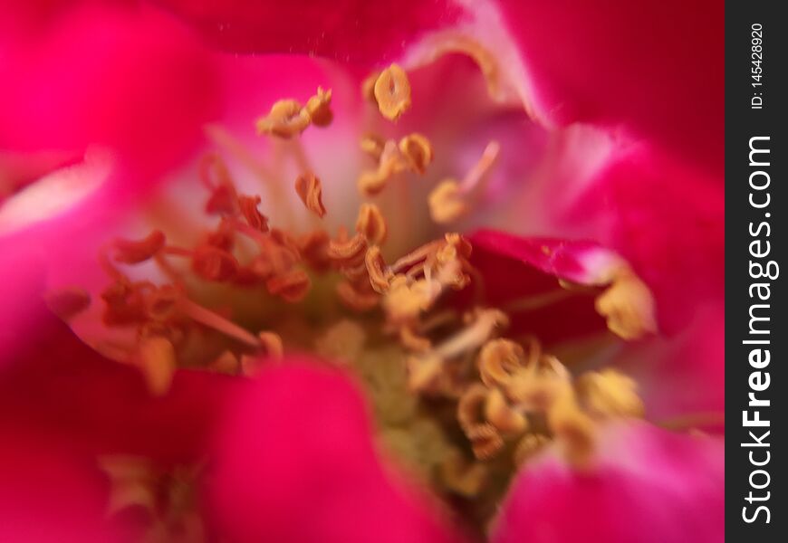 Macro Closeup Of A Beautiful Purple Flower