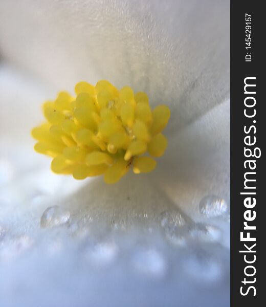 Closeup macro shot of a flower. Closeup macro shot of a flower