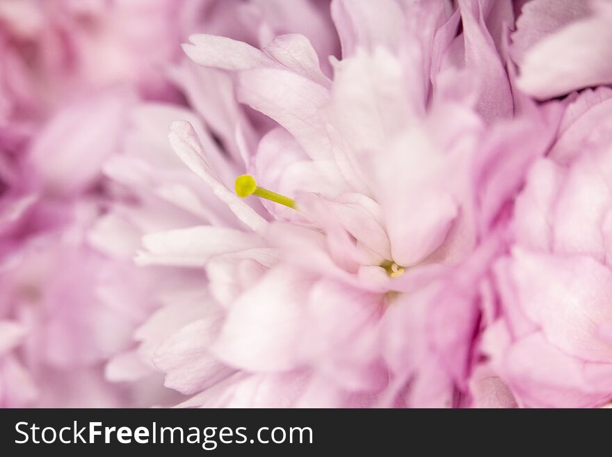 A Close Up Macro Of Cherry Tree Pink Blossom